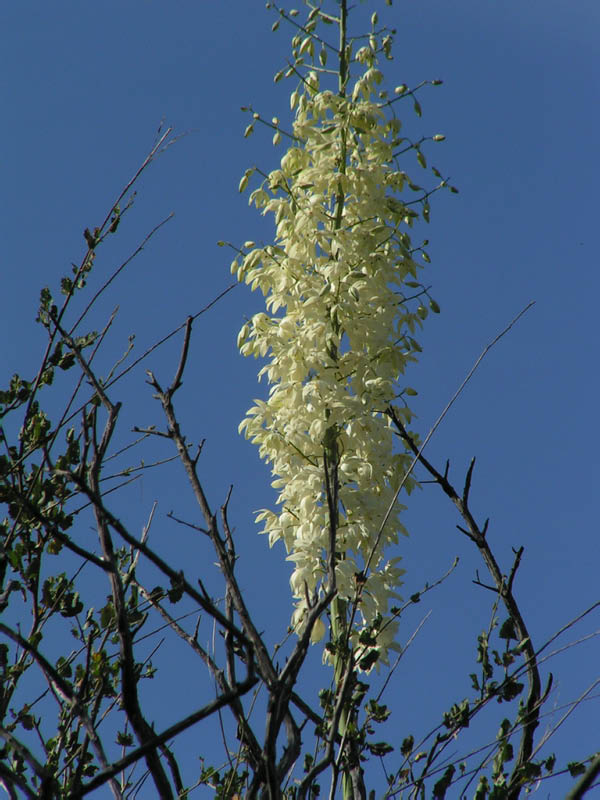 Yucca whippllei , Big Sycamore Canyon