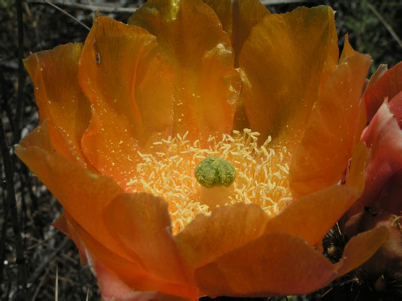 prickly pear (Opuntia oricola), Rustic Canyon creekbed