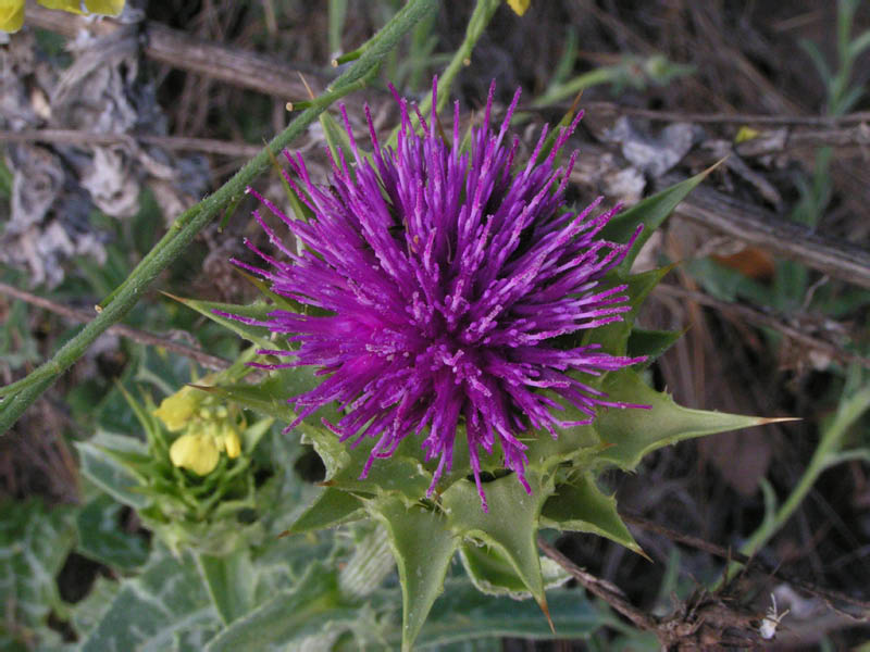 probably cardoon, wild artichoke (Cynara cardunculus, exotic)