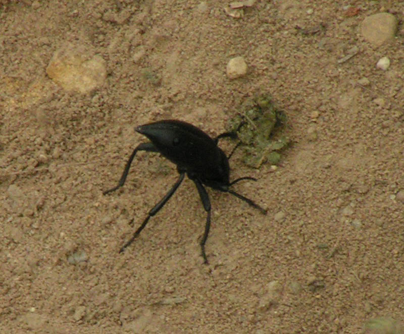 stink bug, Charmlee Park