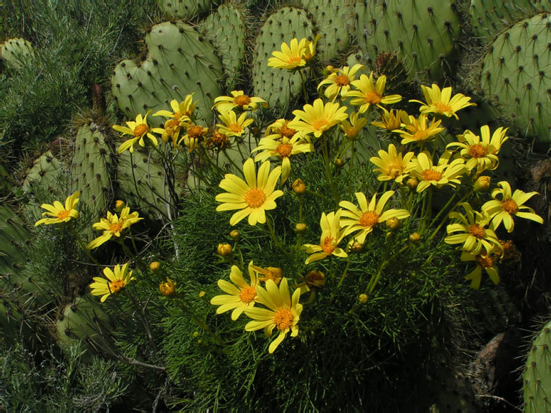 Giant coreopsis (Coreopsis gigantea), Point Mugu