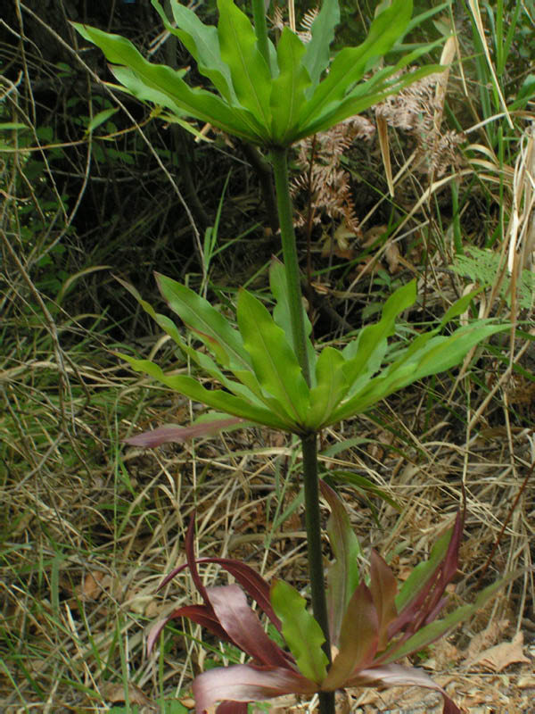 Humboldt lily