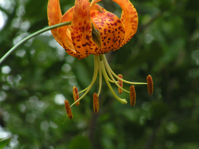 Humboldt lily