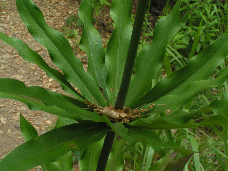 Humboldt lily