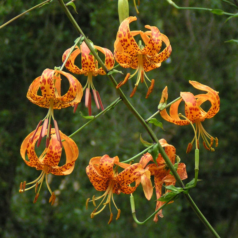 Humboldt lily