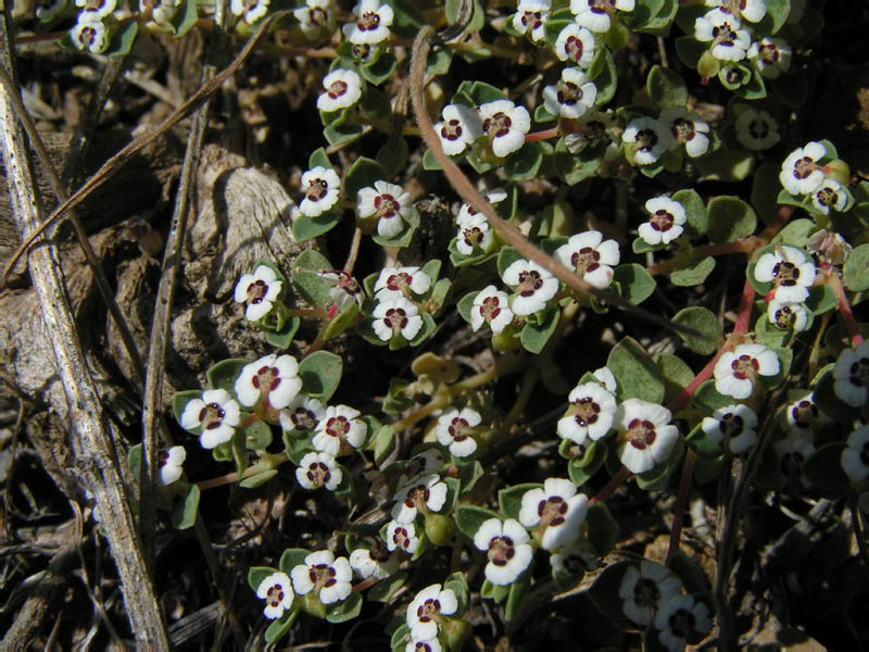 squaw spurge (Chamaecyse melanadenia), Point Mugu