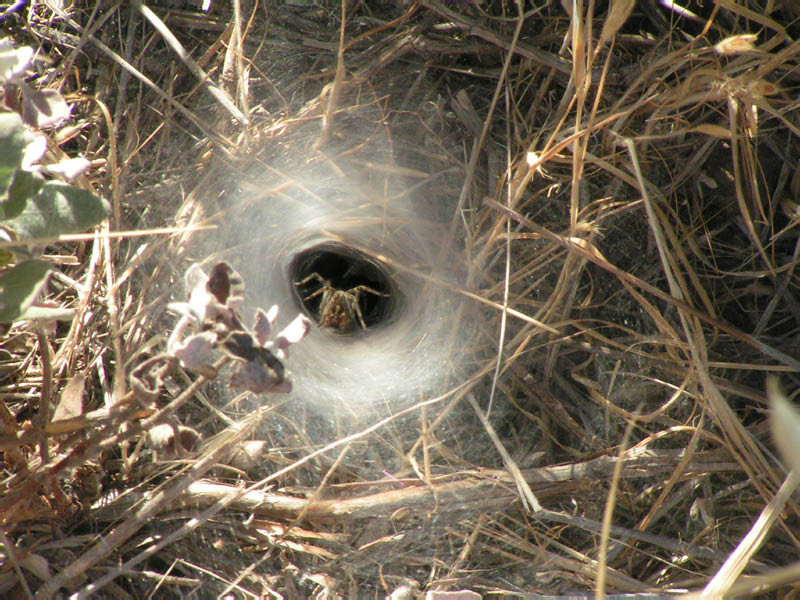 little guy says who's jiggling my web