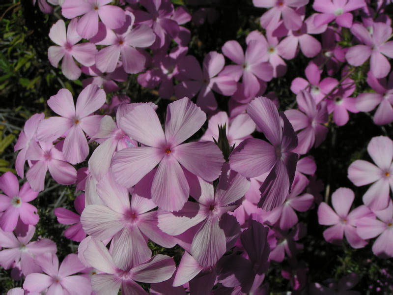 prickly phlox (Leptodactylon californicum), Zuma Canyon