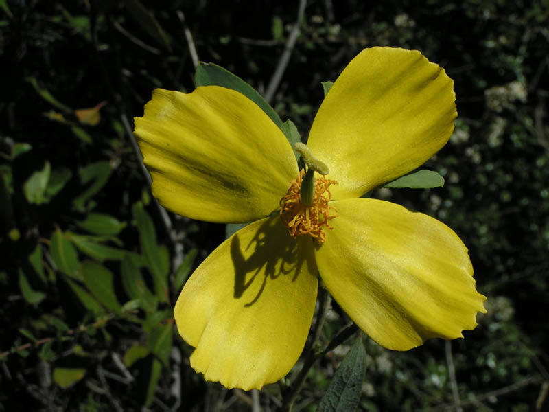 bush poppy (Dendromecon rigida), Topanga/Cold Cyn ridge