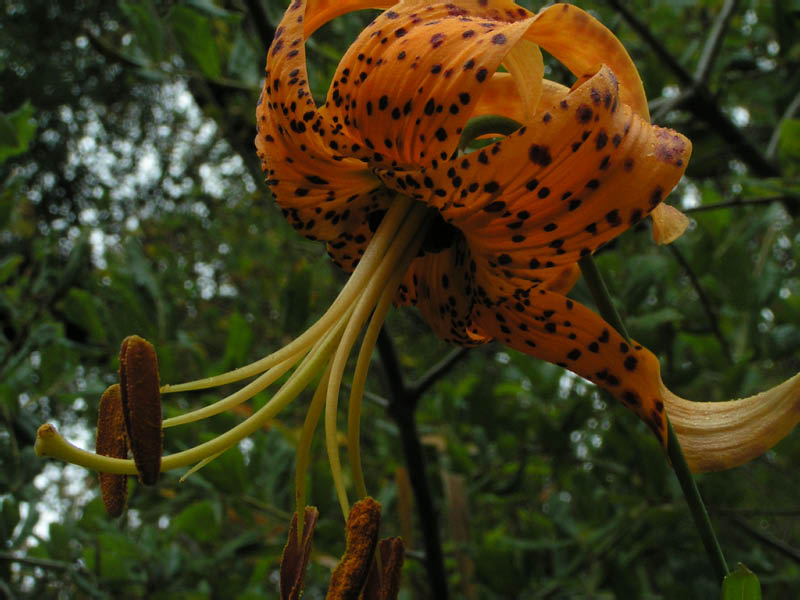 Humboldt lily