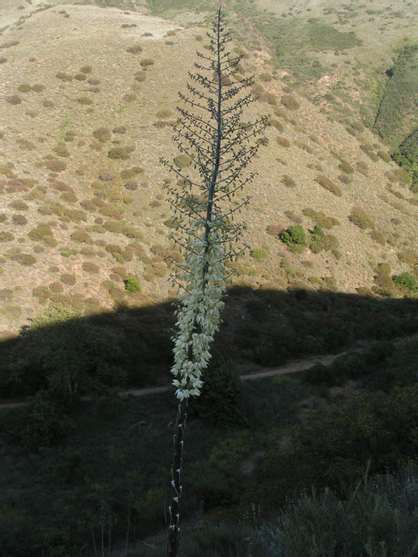 Yucca whippllei, Big Sycamore Canyon