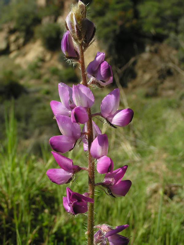 stinging lupine (Lupinus hirsutissimus), Zuma Canyon