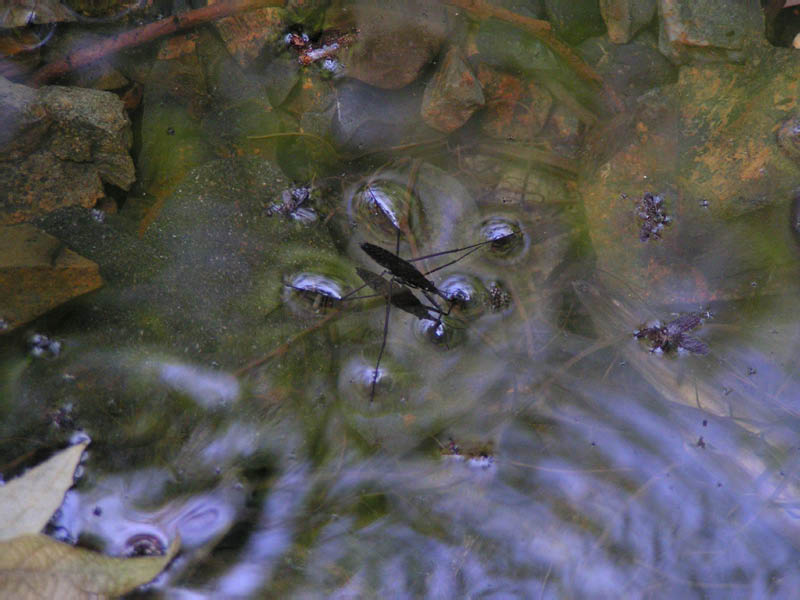 waterbug in Blue Gorge