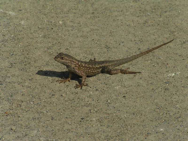 unidentified lizard, Gizmo Peak south ridge
