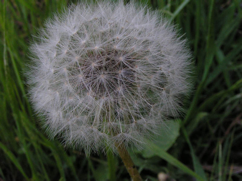 dandelion (Taraxacum officionale), Zuma Canyon