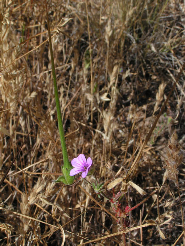 long-beaked filaree (Erodium botrys), Nicholas Flat