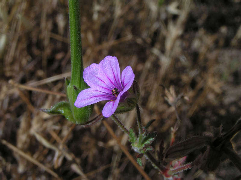 long-beaked filaree (Erodium botrys), Nicholas Flat