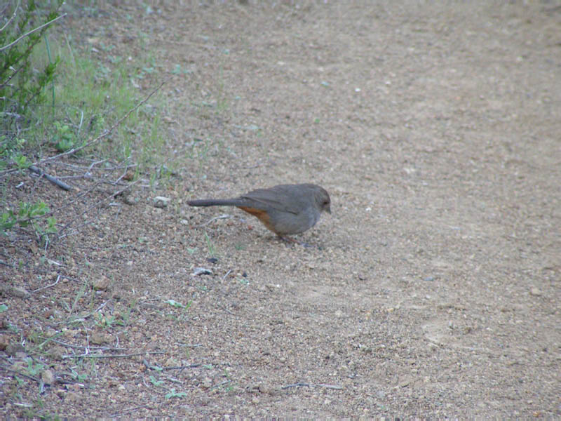 robin, Zuma Canyon