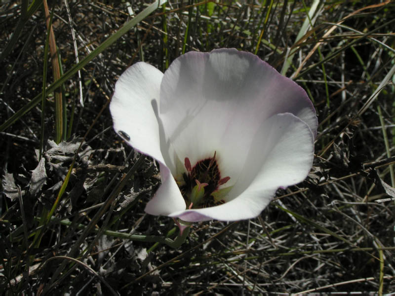 Catalina mariposa lily (Calochortus catalinae), Big Syc Cyn