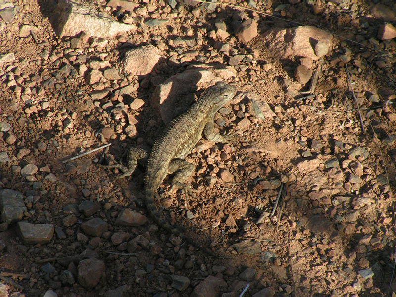 unidentified lizard