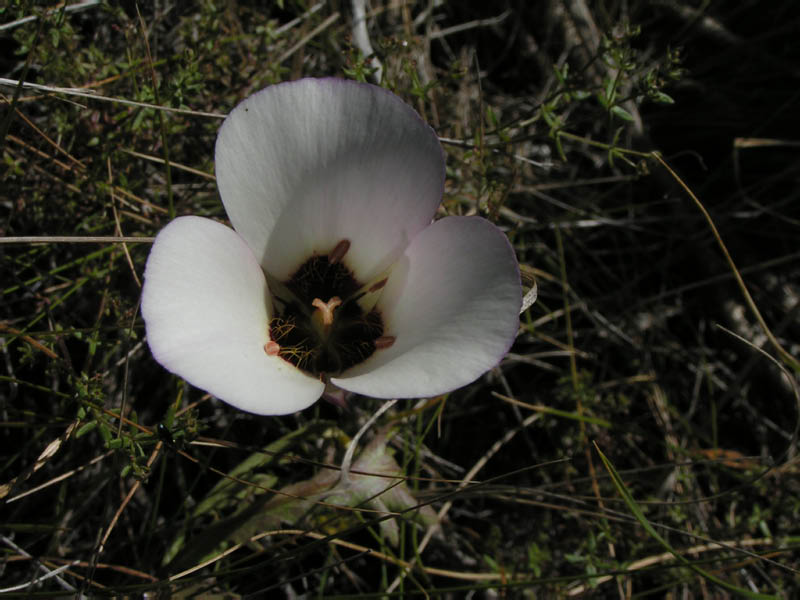 Catalina mariposa lily (Calochortus catalinae), Big Sycamore Cy