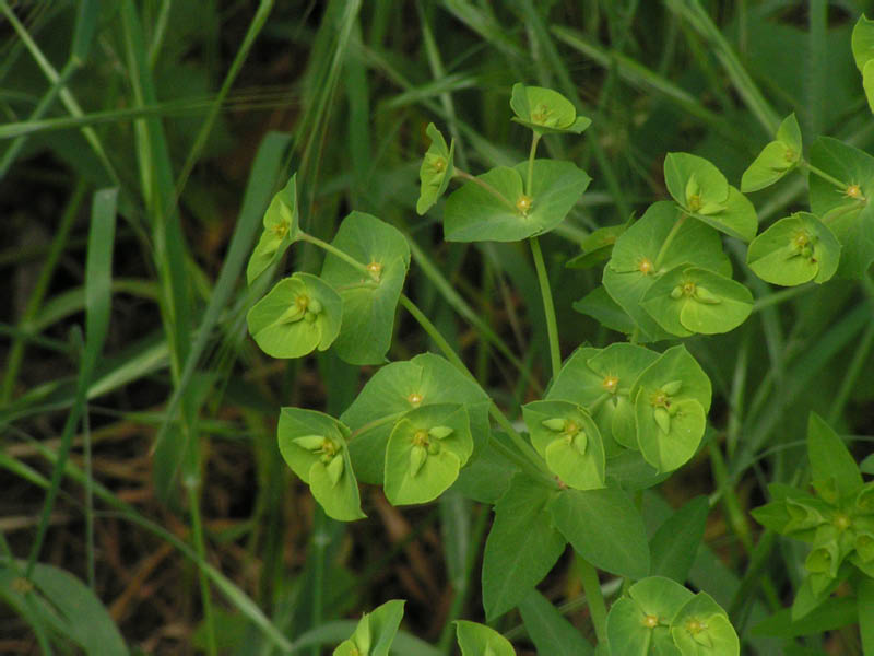 miner's lettuce (Claytonia perfoliata), Solstice Canyon Park
