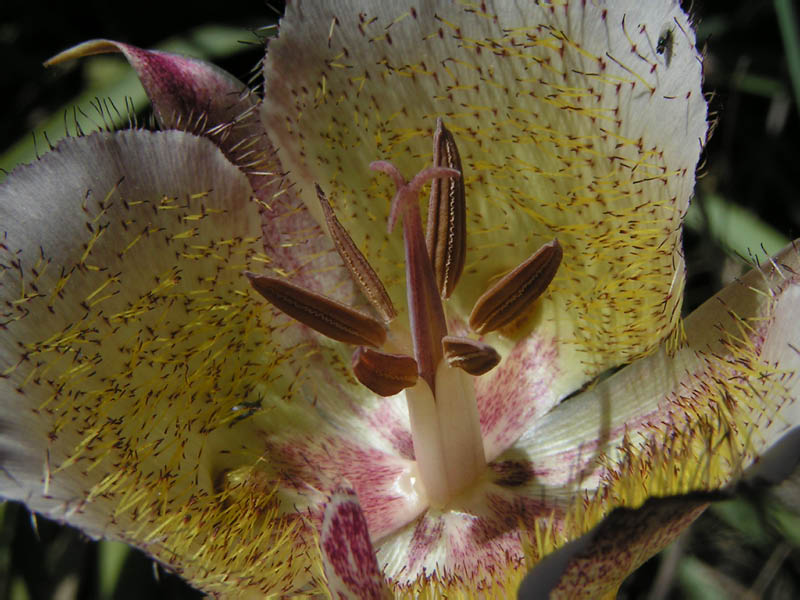 Plummer's mariposa lily (Calochortus plummerae), Leo Carillo SP