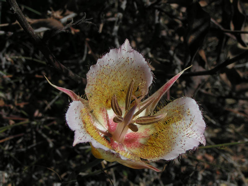 Plummer's mariposa lily (Calochortus plummerae), Leo Carillo SP