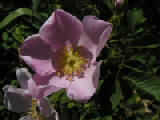 PICT0039