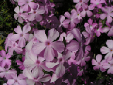 PICT0052