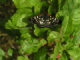 PICT0062