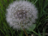 PICT0094