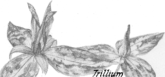 drawing: trillium