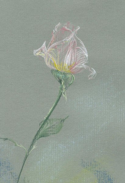 flowers-04.jpg - rose