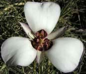 Catalina mariposa lily