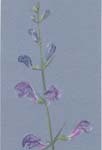 drawing of skullcap flowers