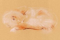 animal-2
