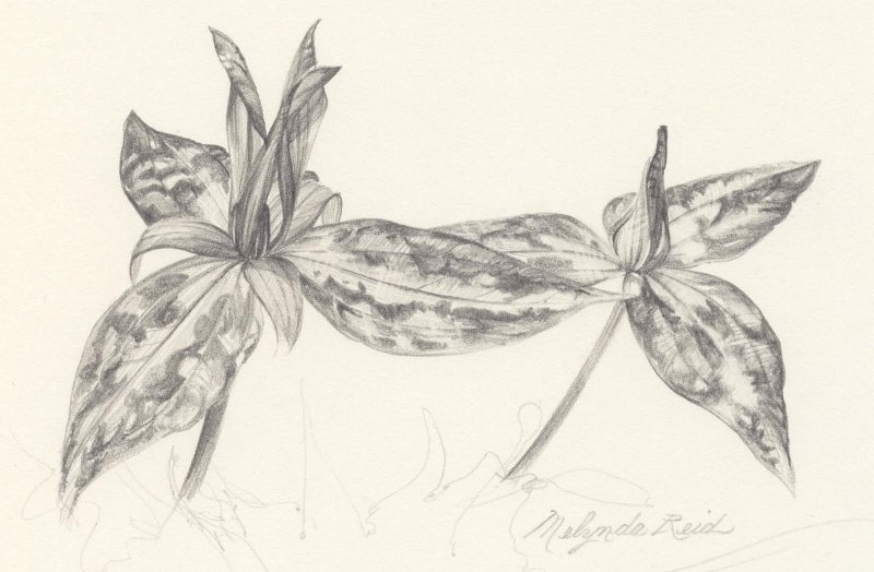 flowers-01