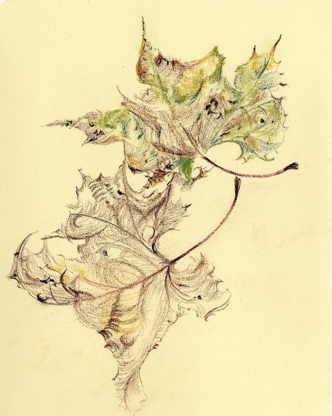 flowers-13.jpg - dance of the sycamore