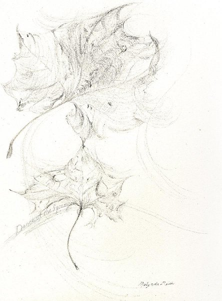 flowers-14.jpg - dance of the sycamore