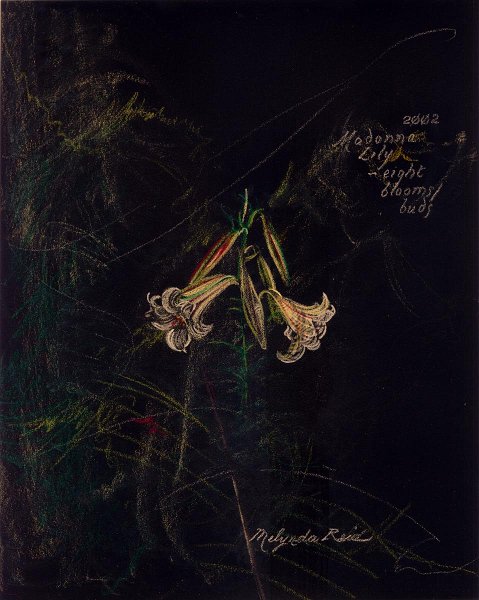 flowers-17.jpg - 8-bloom madonna lily