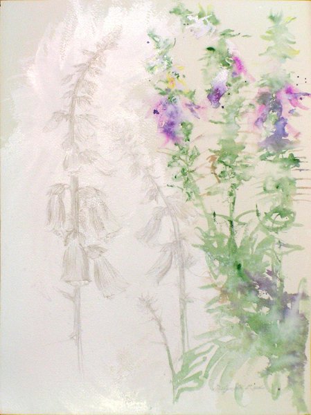flowers-18.jpg - foxgloves in Jan's garden, watercolor and silverpoint