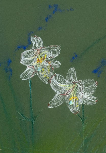 flowers-22.jpg - Easter lily, front yard