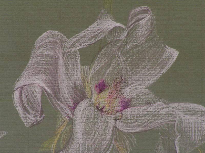 flowers-26.jpg - Three Days of a Magnolia (detail)