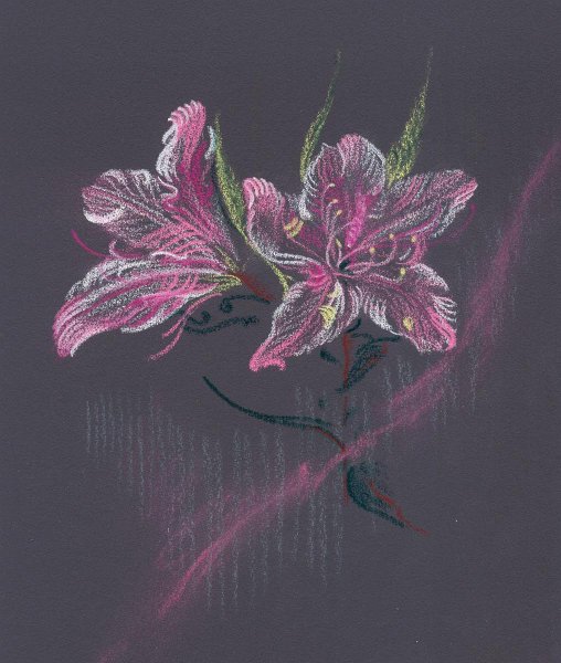 flowers-28.jpg - Two Pink Azaleas