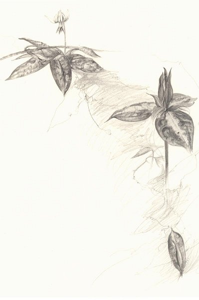 flowers-37.jpg - trillium and trout lily
