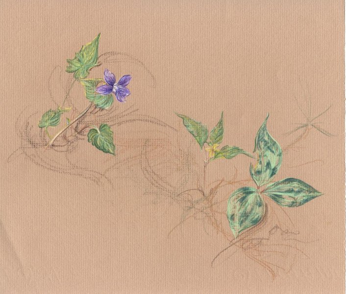 flowers-43.jpg - violet, trout lily, and trillium