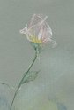 flowers-04