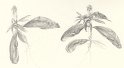 flowers-05