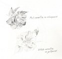 flowers-06